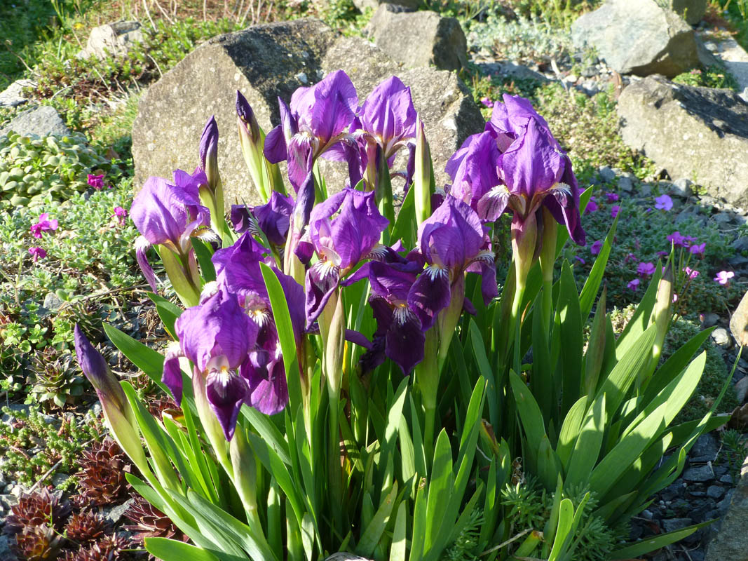 Iris pumila 'violet' en fleurs sur des pentes sèches des steppes d'Europe centrale